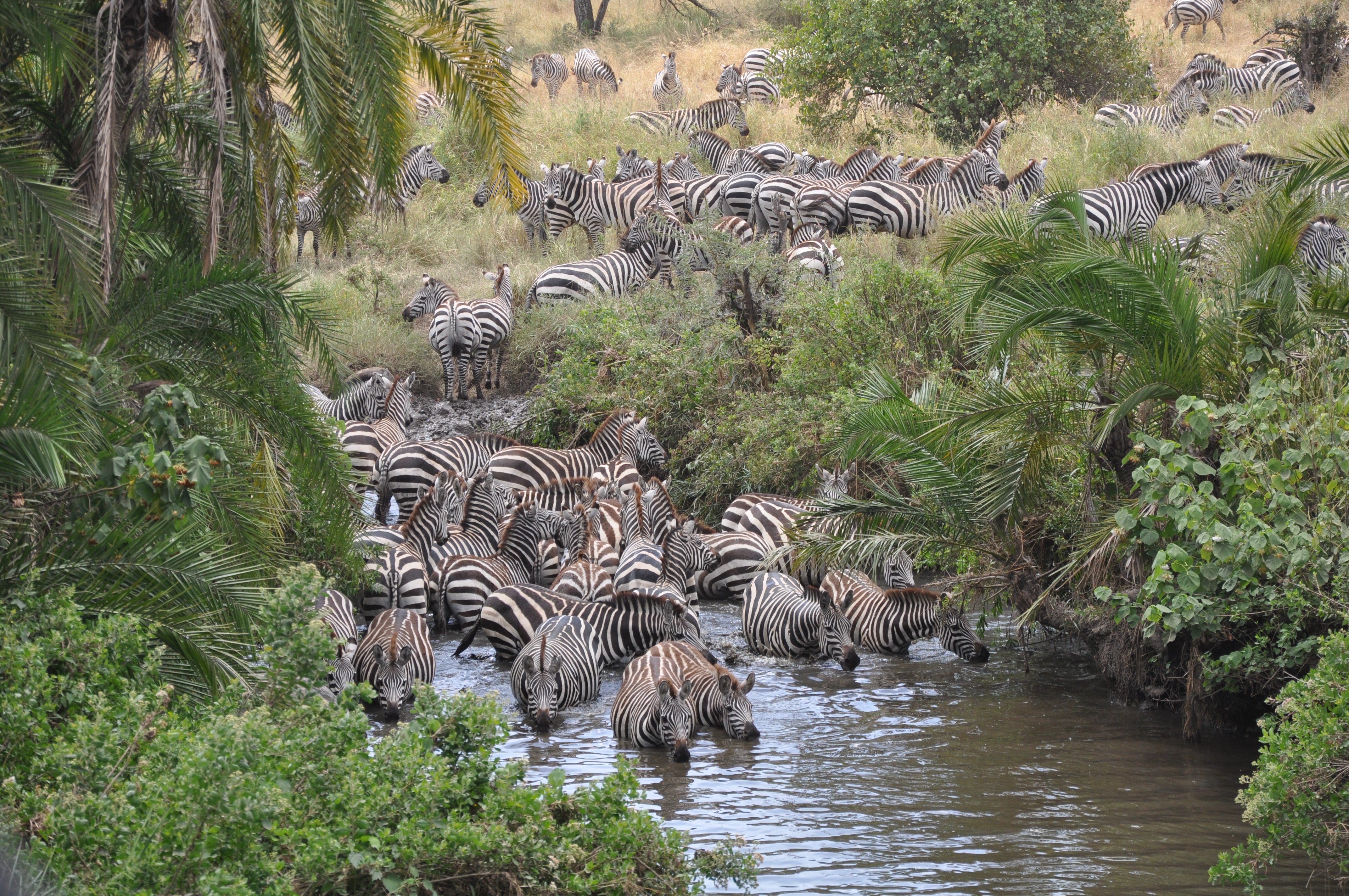 Serengeti zebras